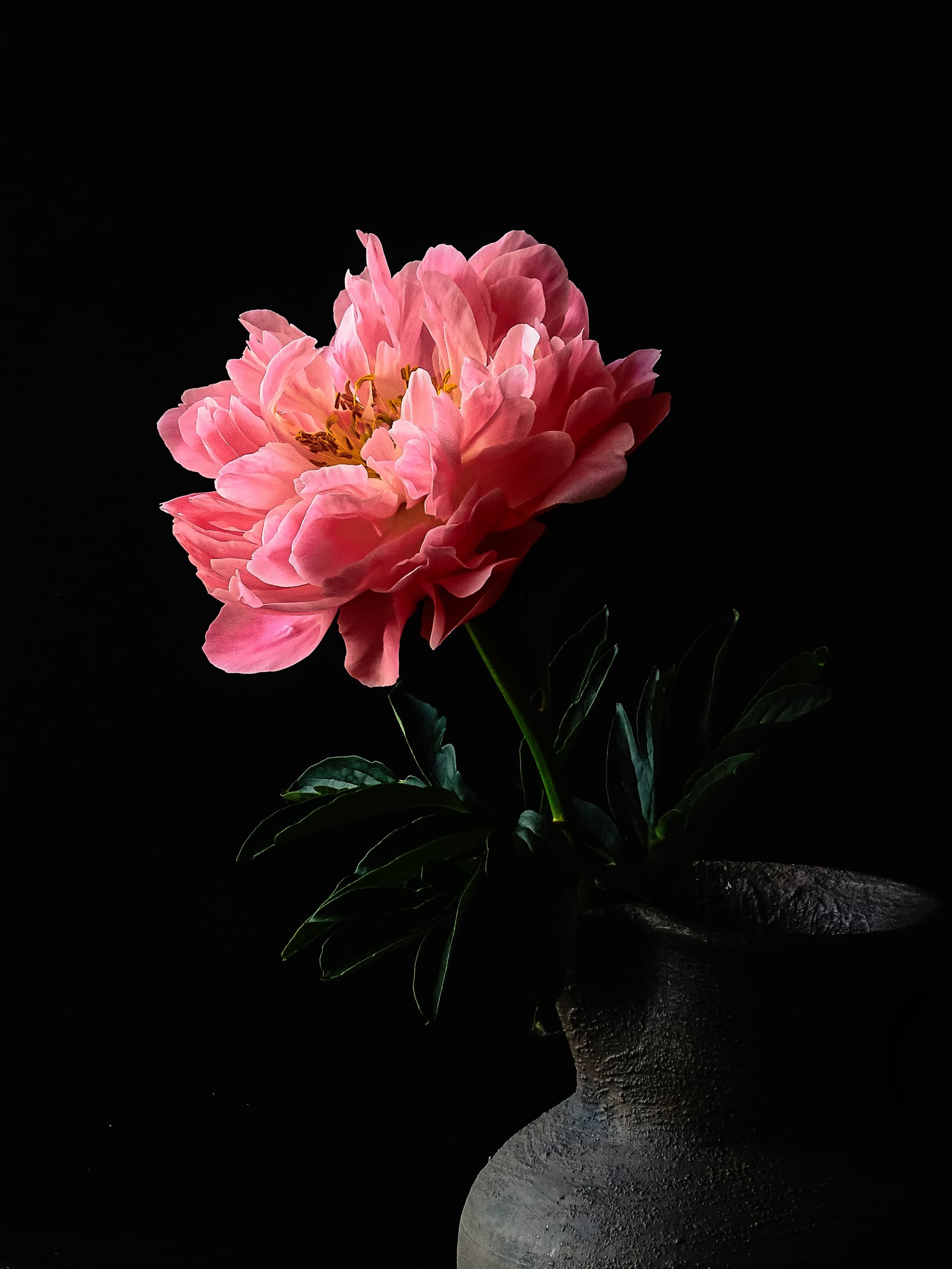 Bloemdetail in natuurlijk licht tijdens het fotografische proces