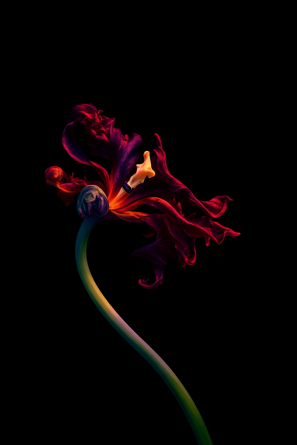 Vuurvogel, papegaaientulp als botanische Diasec kunstfotografie