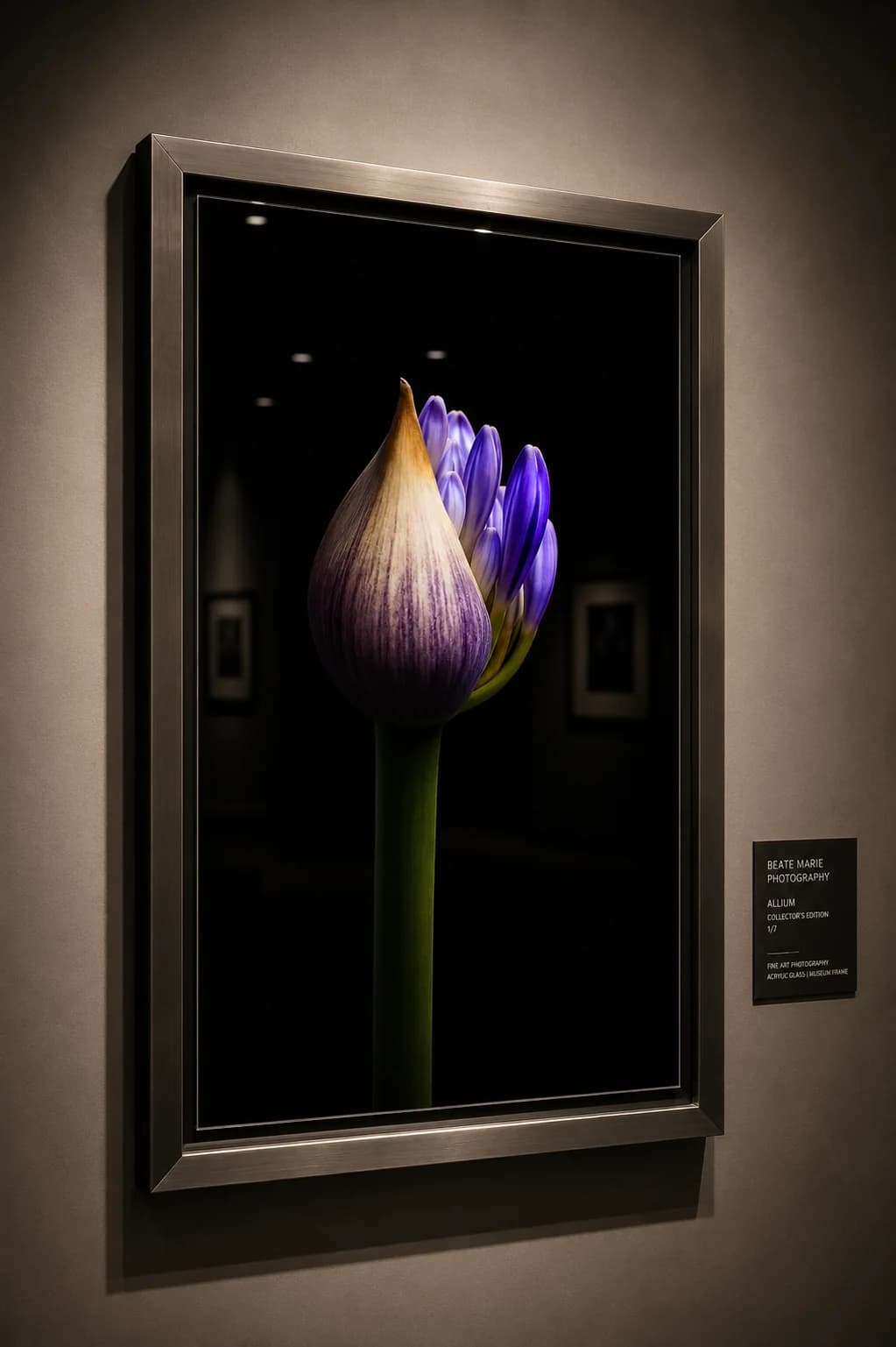 Agapanthus botanische fotografie als ingelijst wandobject in galerieruimte